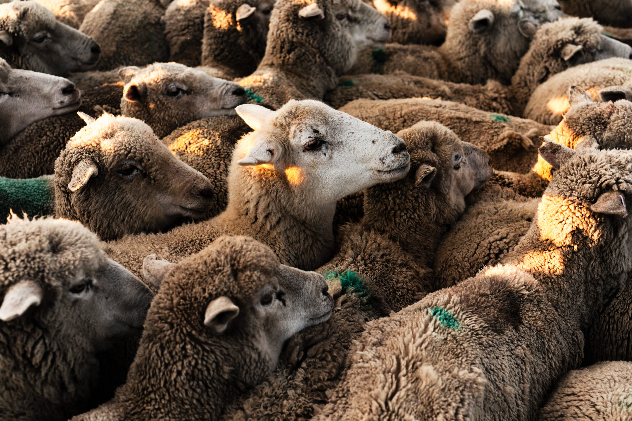 Close-up of flock of sheep packed together with soft golden light.