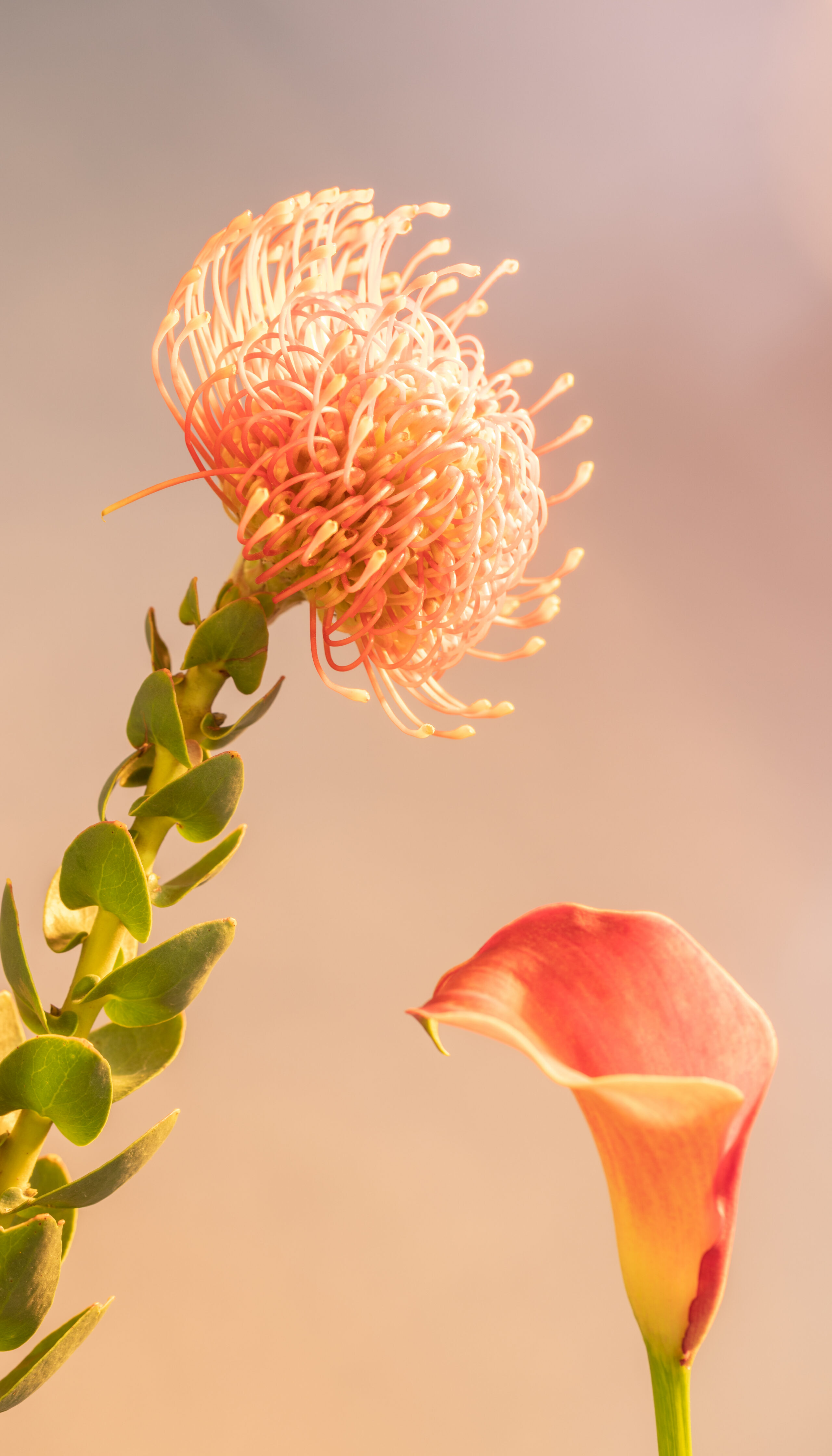 Bright floral still life with orange flower on warm peach background