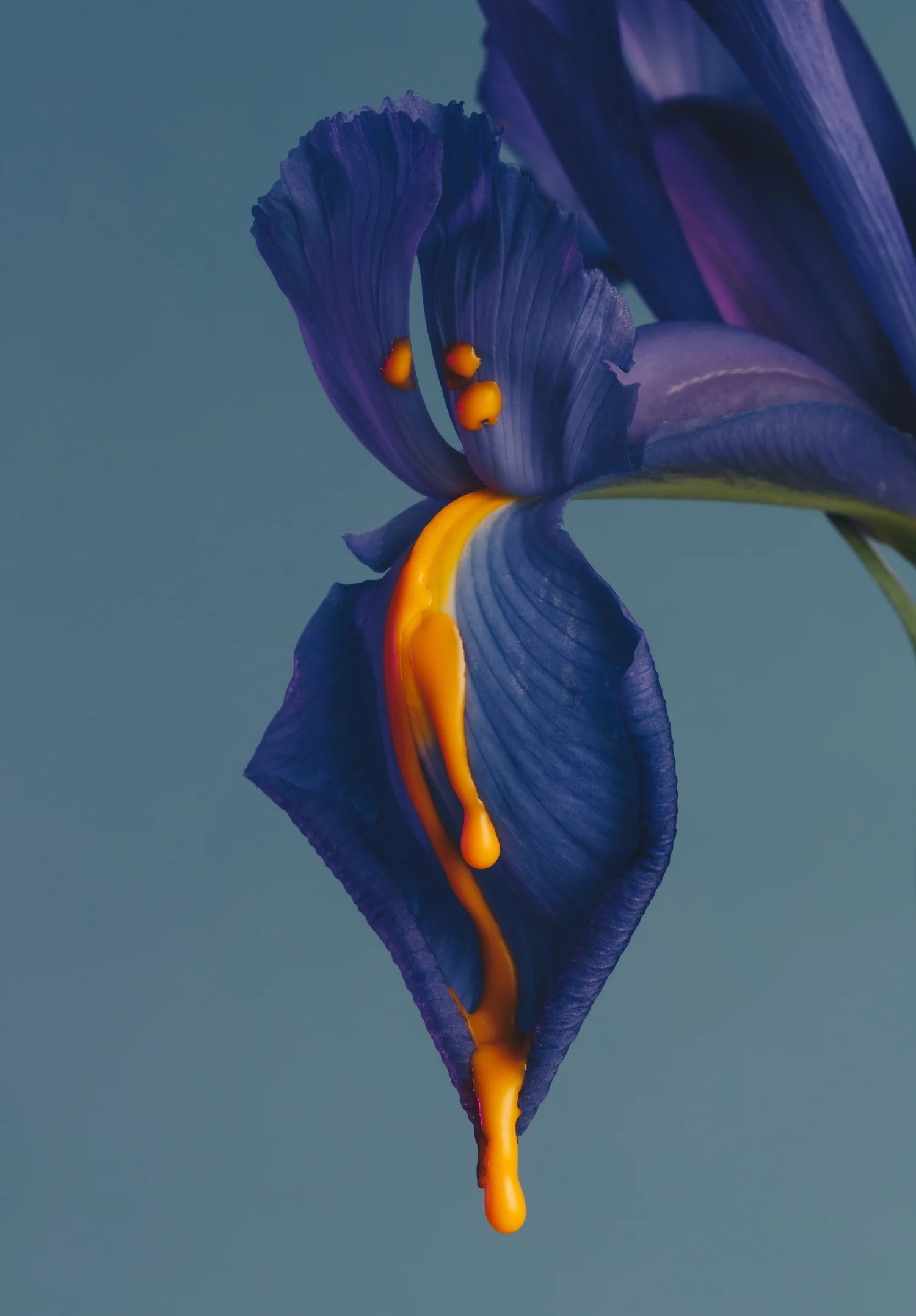 Close-up of a blue iris flower with dramatic color and soft background